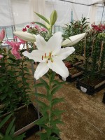 [5676 VZ W09 0976-01 No01.JPG]